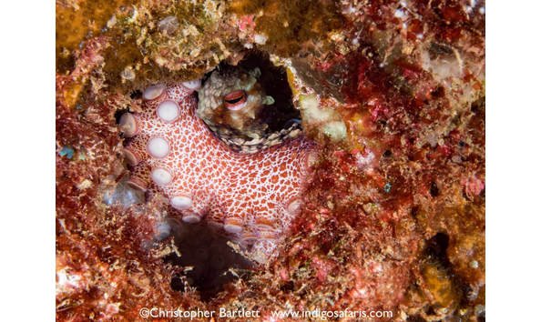 Big image papanui 1200859 orig