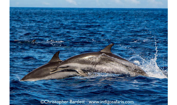 Big image st helena island 1053 2 1 orig