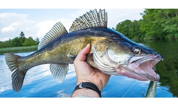 Big image walleye
