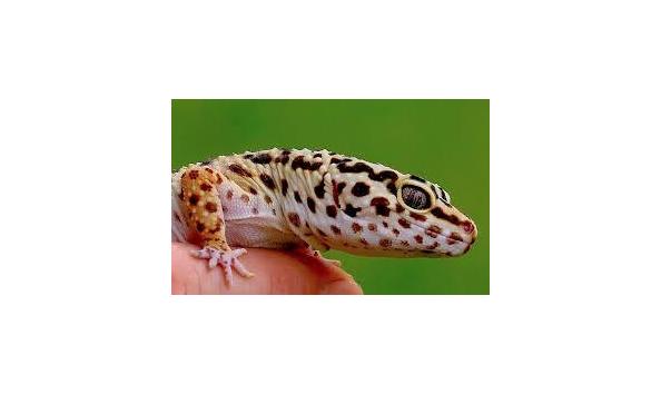 Big image 121.reptile guy