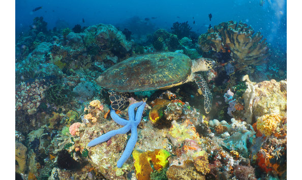 Big image apo island turtle reef