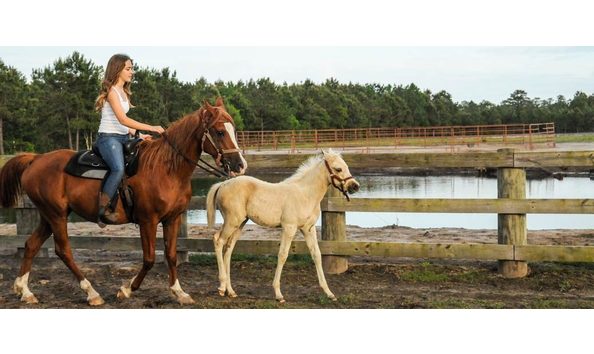 Big image 318.horse farm