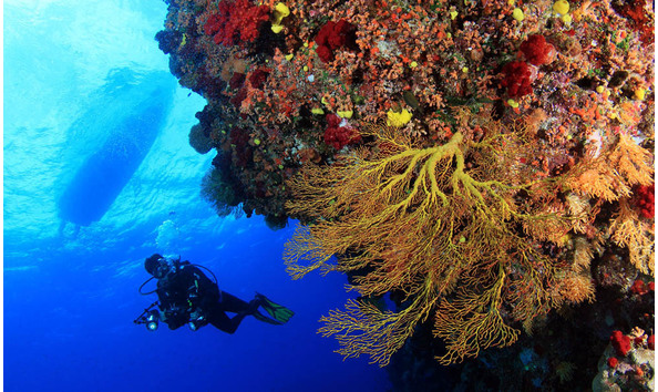Big image scuba dive fiji waidroka coral