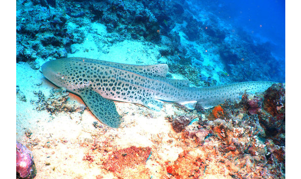Big image zebra shark