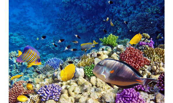 Big image dollarphotoclub 45134706 1024x678