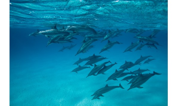 Big image divecentre 0c1166f8eb7a192aef339828246832299e204865 2