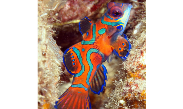 Big image tufi resort png mandarinfish