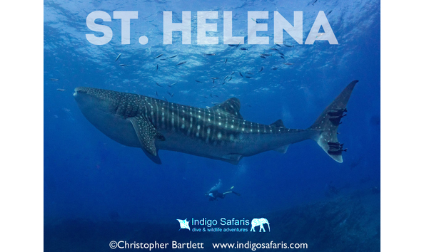 Big image st helena whale shark  logo