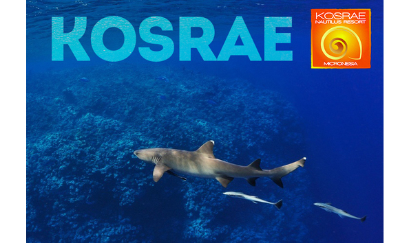 Big image shark kosrae logo
