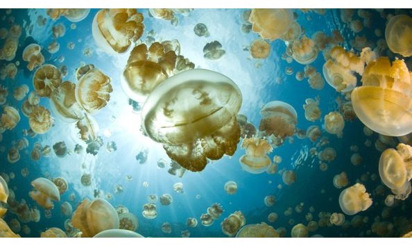 Big image jellyfish lake palau snorkeling 800x445