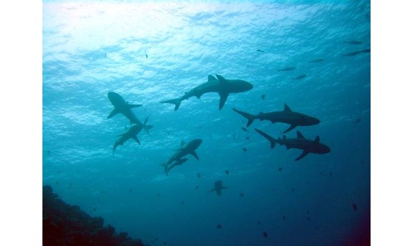 Big image dimage1549