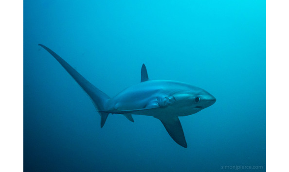 Big image simon pierce 7063311