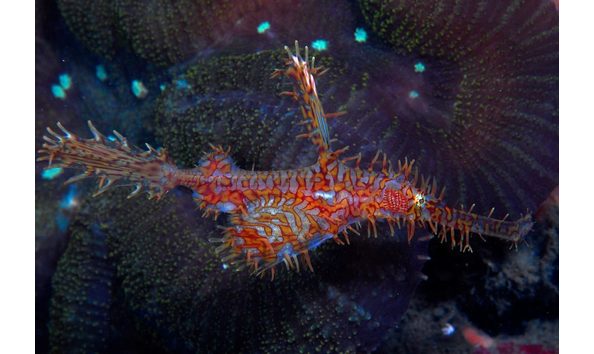 Big image diving philippines