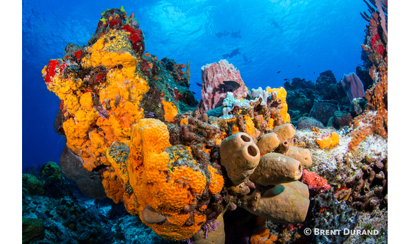 Big image cozumel durand4