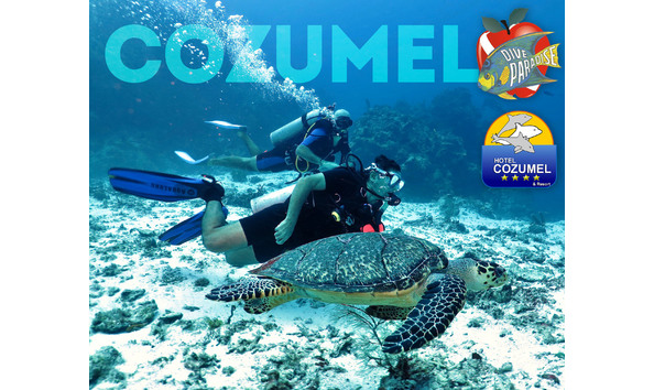 Big image dive paradis turtle logos