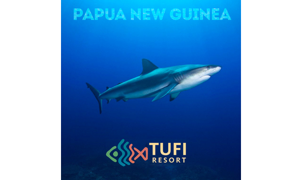 Big image tufi resort png shark