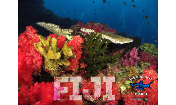 Big image taveuni dive resort colorful reef logo