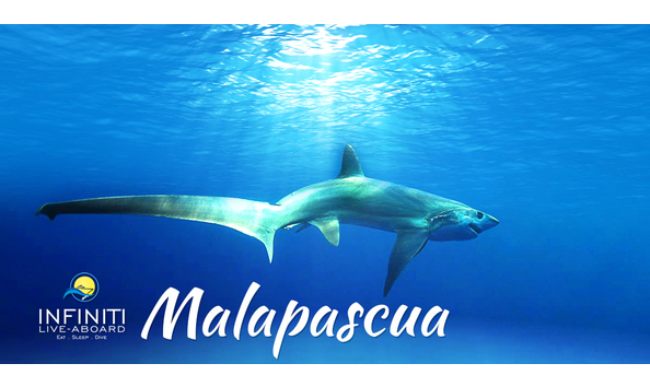 Big image mini magick20190611 7185 1vx0d2q