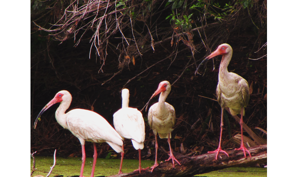 Big image big image ibis aw