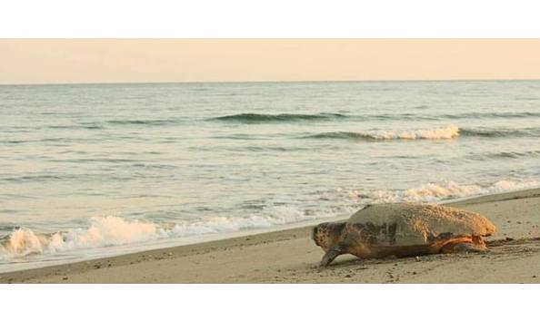 Big image big image mom crawling to the ocean copy