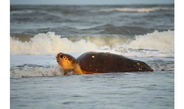 Big image big image 13645111 1395167257166652 3335688685560833925 n