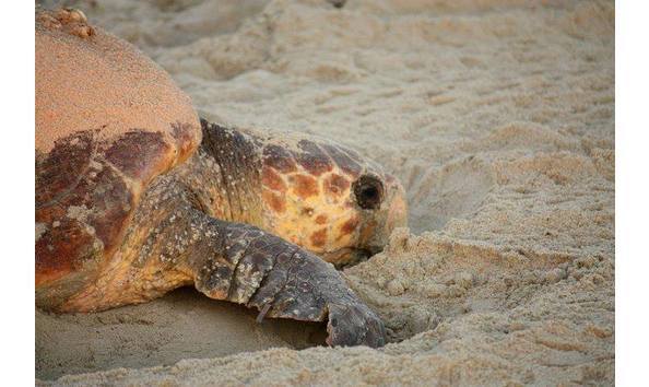 Big image big image sea turtle mom copy