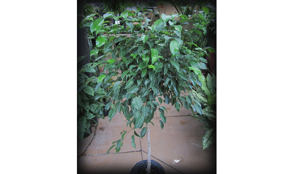 Big image ficus benj npc