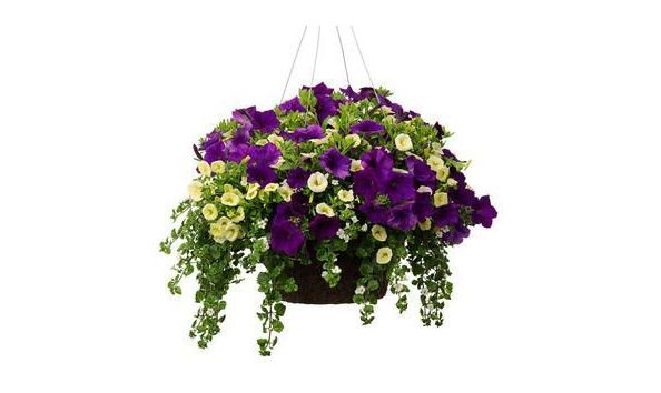 Big image hanging basket3  82349.1524686737.500.500 2