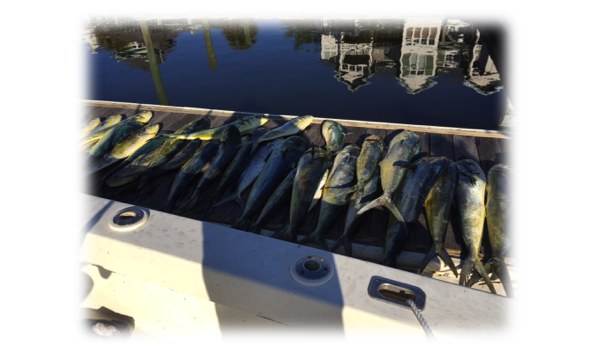 Big image fish office ii