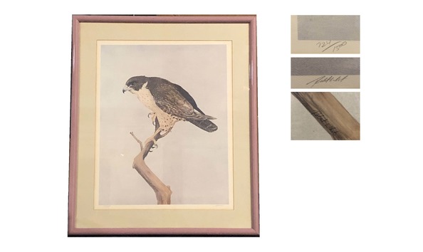 Big image red tail hawk images