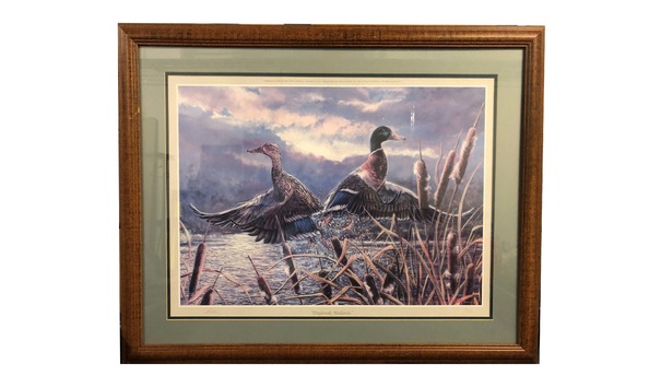 Big image daybreak mallard images page 1