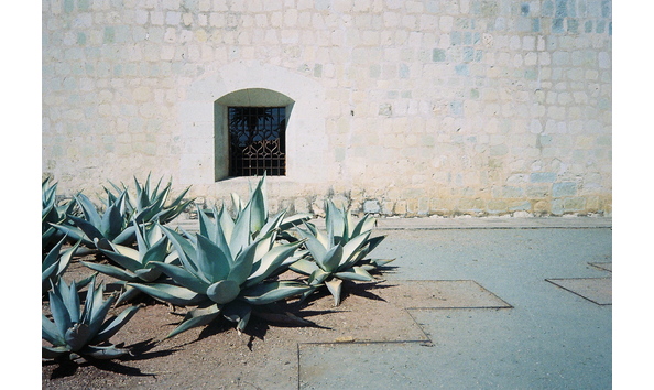 Big image campanale agave image2  00000164