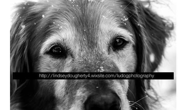 Big image big image pet photography