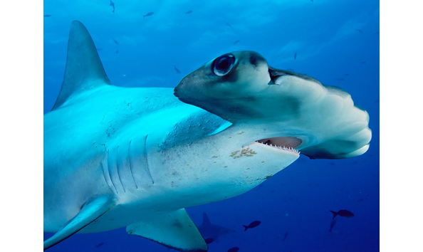 Big image big image hamerhaai1