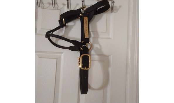 Big image qualityroadhalter