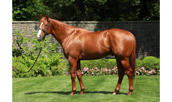 Big image justify conformation