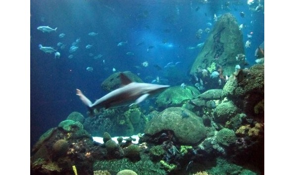 Big image mini magick20190809 123056 1urh2o