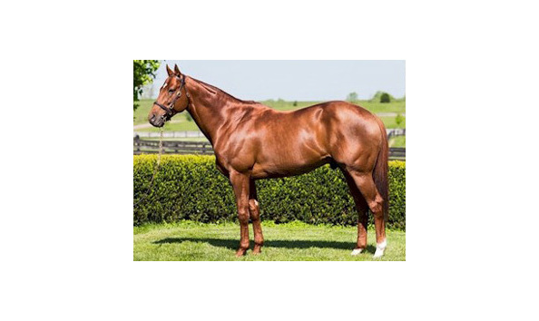 Big image haynesfield