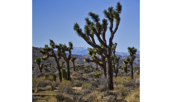 Big image joshua tree national park