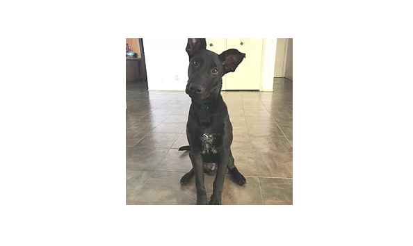 Big image screen shot 2019 08 18 at 11.16.39 pm