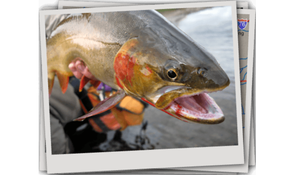Big image big image big image rocky mountain anglers guided trip