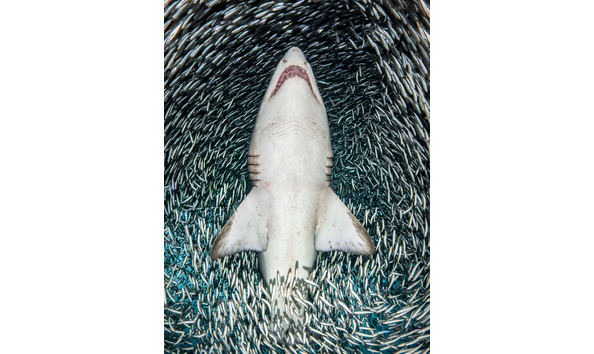 Big image big image 5ae665b0b9f7a8445939429f bp18 683width firstplace isabellejouvie