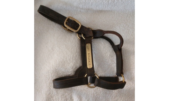 Big image einsteinhalter