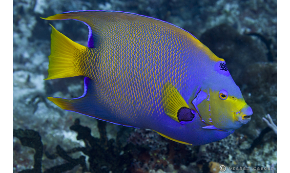 Big image angelfish queen2 cozumel sept2011 w joe3lo