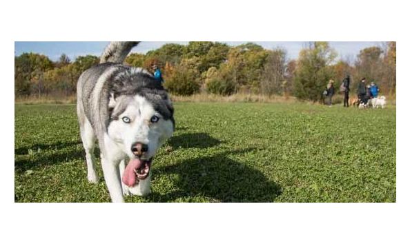 Big image dog off leash