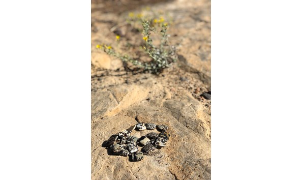 Big image fullsizeoutput 292b