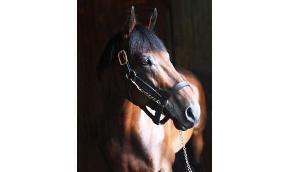 Big image american pharoah  11x14 jpgresize