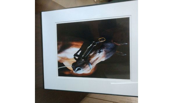 Big image americanpharoahframedresize