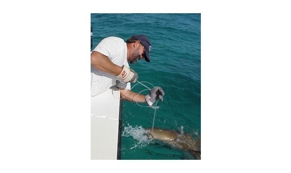 Big image big image big image dr. carrier