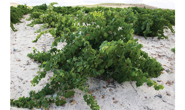 Big image bodegasordonezsl rueda a